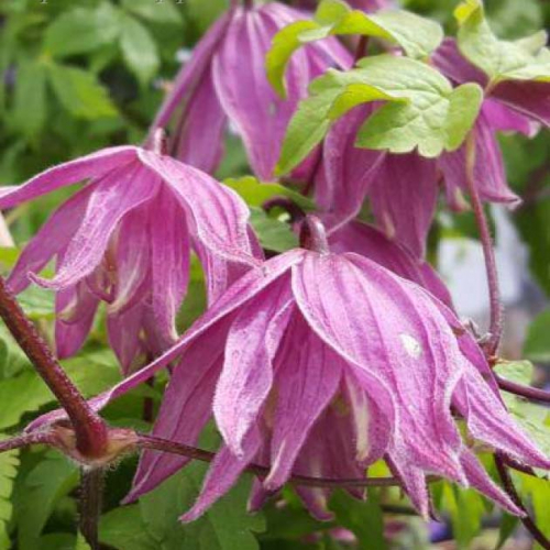 Clematis Cragside