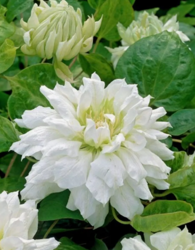 Clematis Duchess of Edinburgh