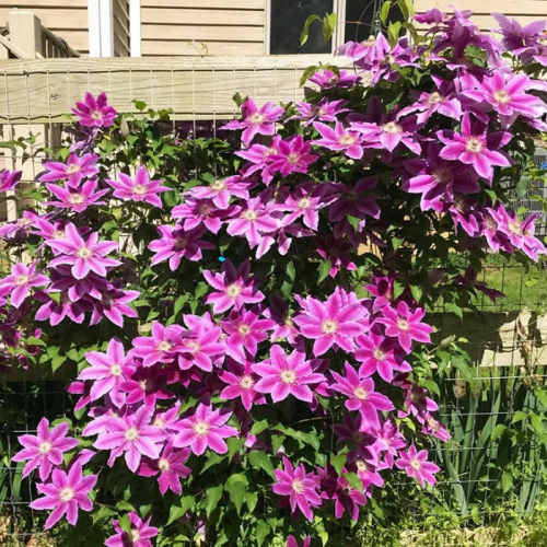 Clematis Dr Ruppel