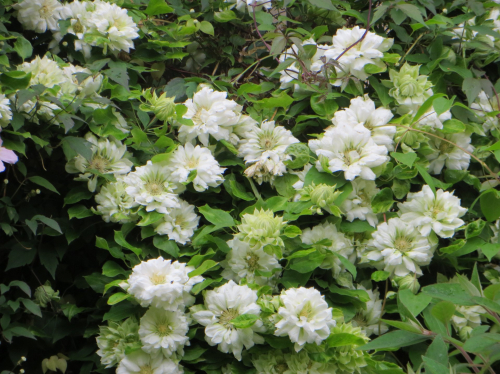Clematis Duchess of Edinburgh