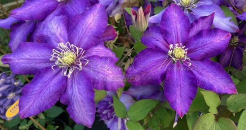 Clematis Daniel Deronda
