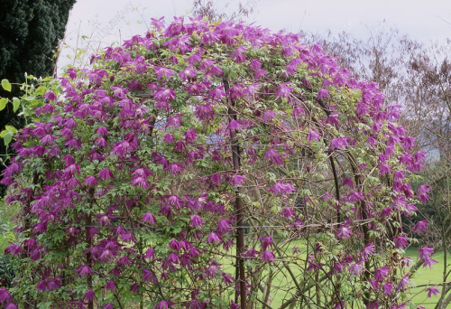 Clematis Cragside