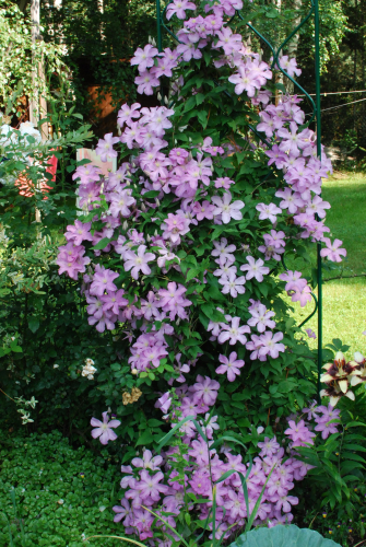 Clematis Comtesse de Bouchaud