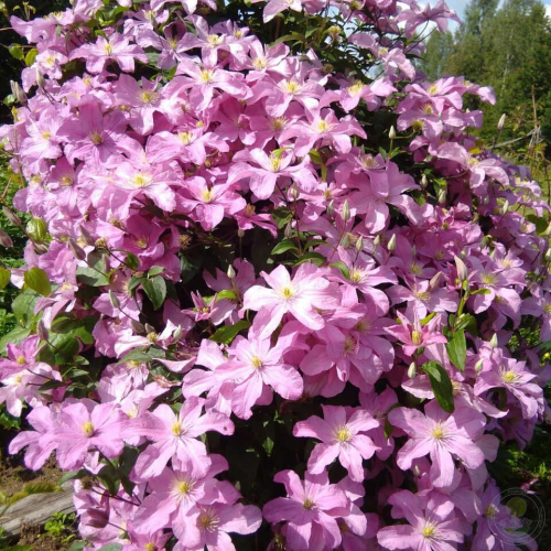 Clematis Comtesse de Bouchaud