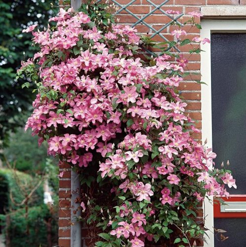 Clematis Comtesse de Bouchaud