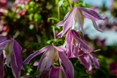 Clematis Columella