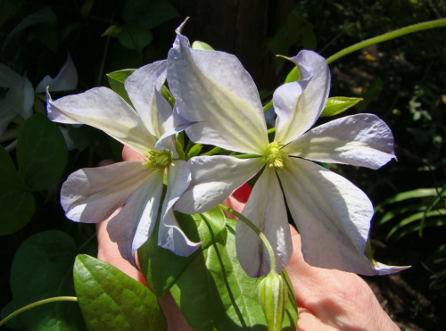 Clematis Dutch Sky