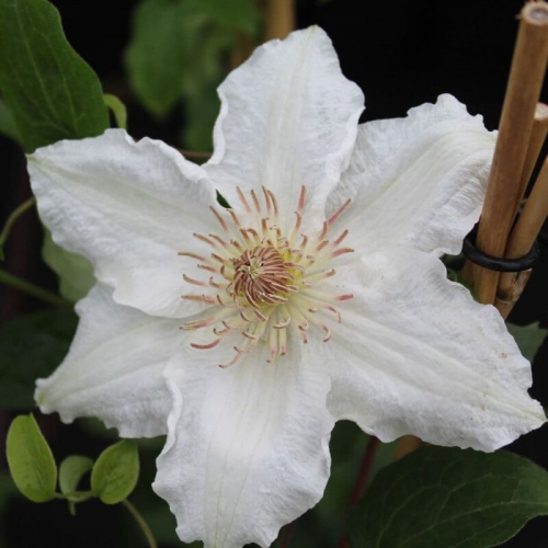 Clematis Destiny
