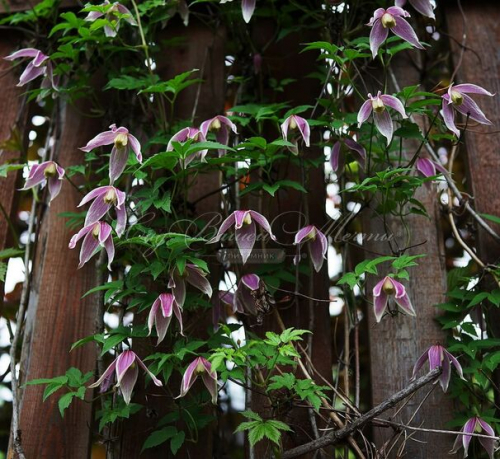 Clematis Columella