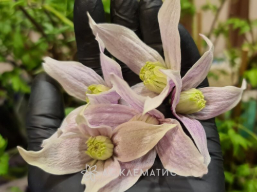 Clematis Columella