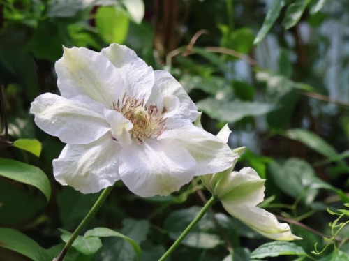 Clematis Destiny