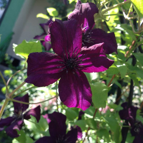 Clematis Dark Eyes