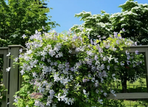 Clematis Dutch Sky