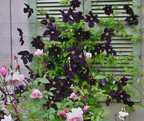 Clematis Dark Eyes