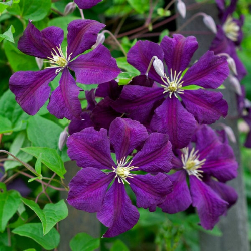 Clematis Etoile Violette