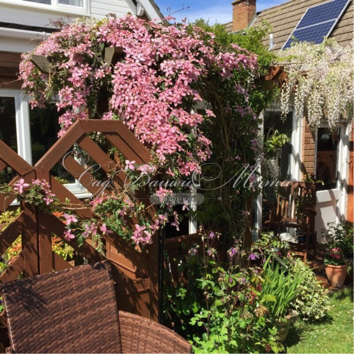 Clematis Freda