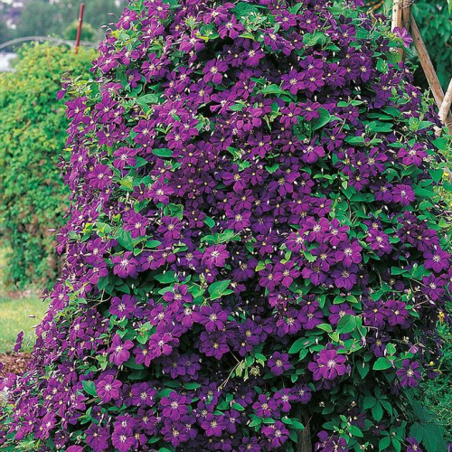 Clematis Etoile Violette