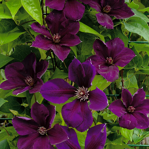 Clematis Gipsy Queen