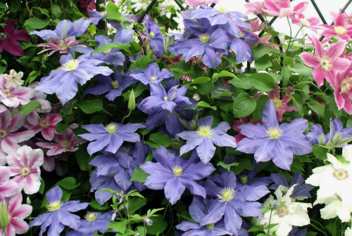 Clematis Fujimusume