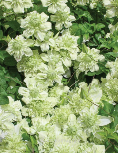 Clematis florida Alba Plena