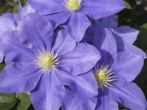 Clematis Fujimusume
