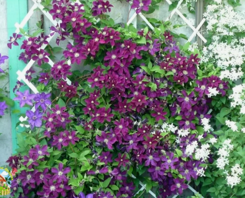 Clematis Gipsy Queen