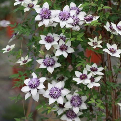 Clematis florida sieboldiana