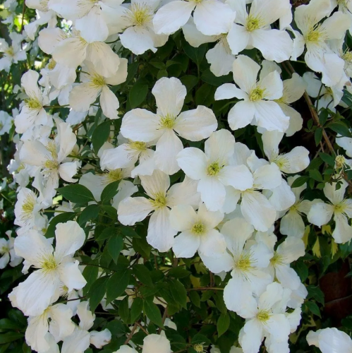 Clematis Grandiflora