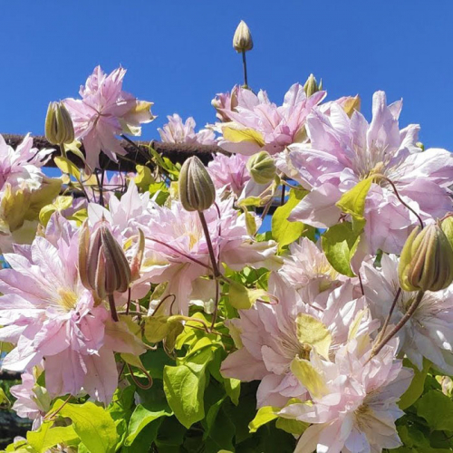Clematis Elizabeth