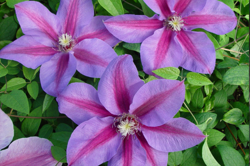 Clematis Etoile de Malicorne