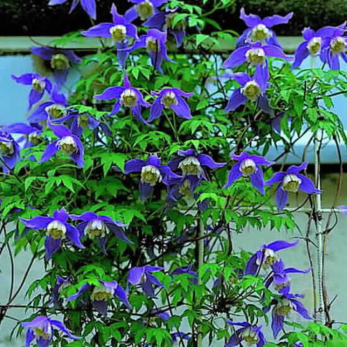 Clematis Frances Rivis