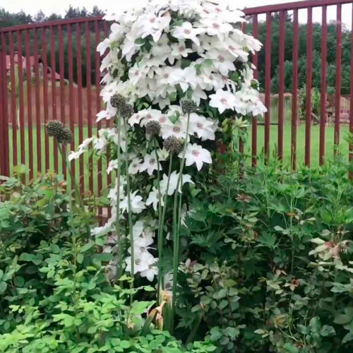 Clematis Fuyu no tabi