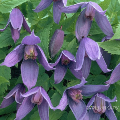 Clematis Helsingborg