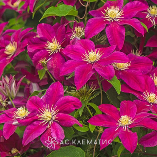 Clematis Ernest Markham