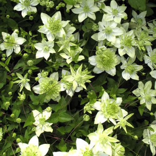 Clematis florida Alba Plena