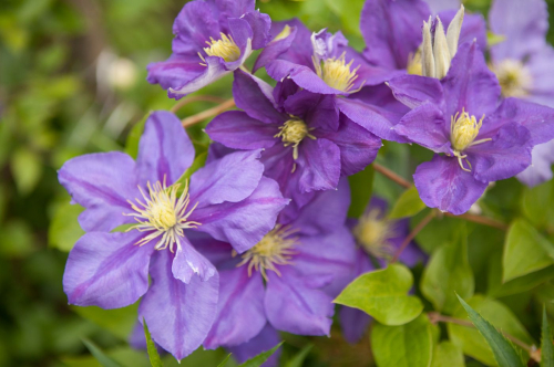 Clematis General Sikorski