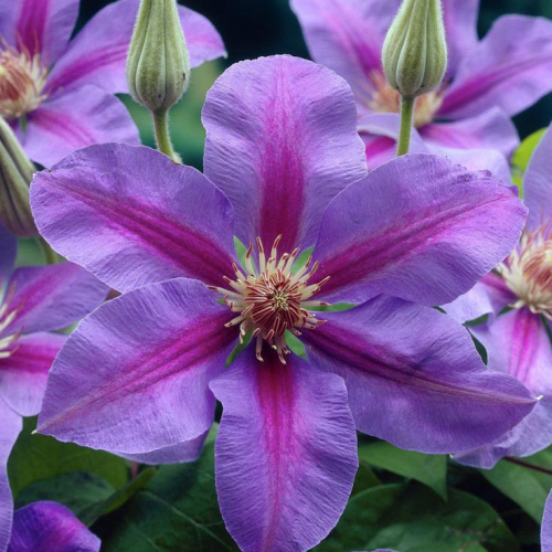 Clematis Etoile de Malicorne