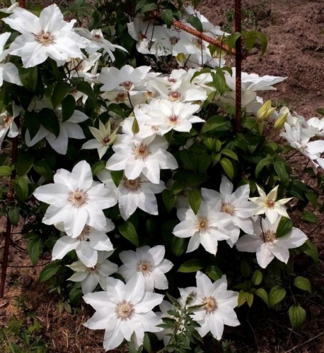 Clematis Fuyu no tabi