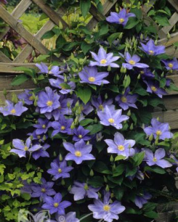 Clematis Fujimusume