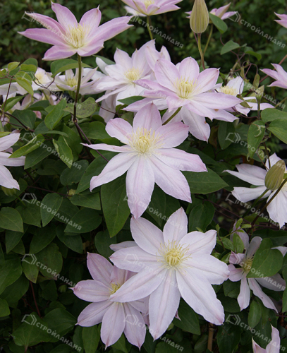 Clematis Etoile Nacree