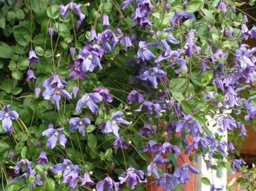 Clematis Eriostemon