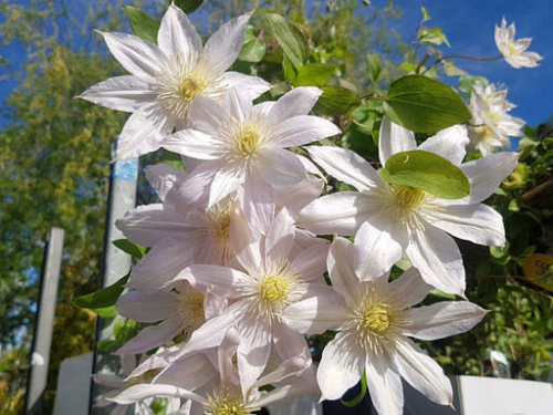 Clematis Etoile Nacree