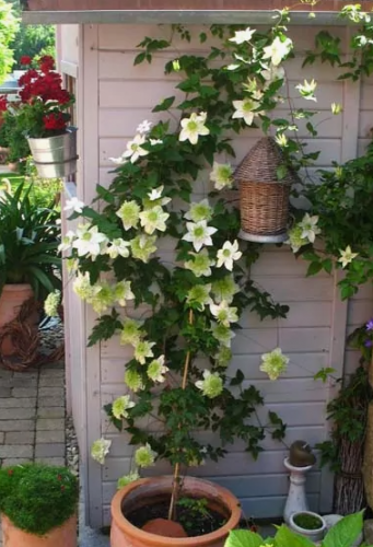 Clematis florida Alba Plena