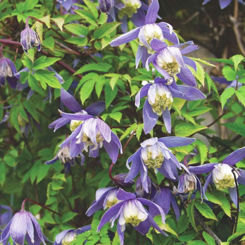 Clematis Frances Rivis