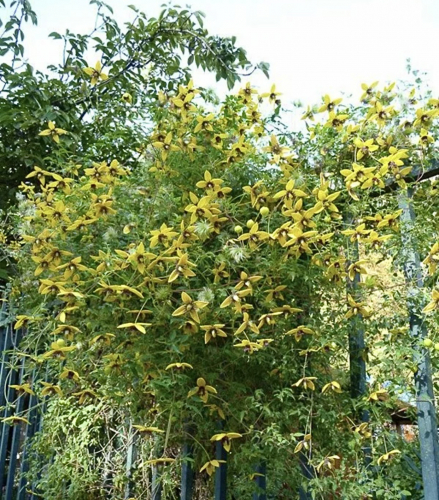 Clematis Golden Tiara