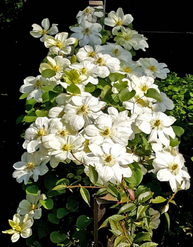 Clematis Guernsey Cream