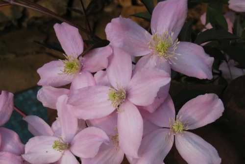 Clematis Fragrant Spring
