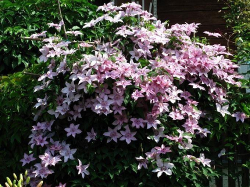 Clematis Hagley Hybrid