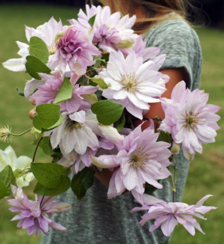 Clematis Elizabeth