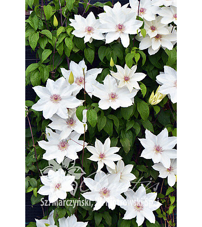Clematis Fuyu no tabi